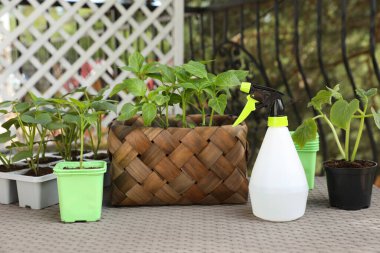 Plastik kaplarda yetişen sebze tohumları toprak ve açık gri masada sprey şişeler.