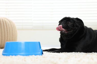 Tatlı Pug köpeği odada plastik kaseden yiyor, mesaj atmak için yer var.