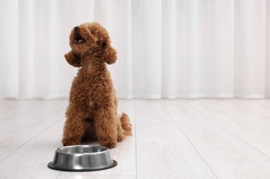 Tatlı Maltipoo köpeği yemek kabının yanında, mesaj için yer var. Sevimli hayvan