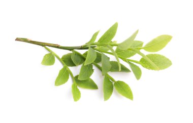 Beyaz üzerinde taze yeşil yaprakları olan Bilberry dalı