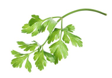 Taze yeşil maydanoz yaprakları beyaza izole edilmiş.