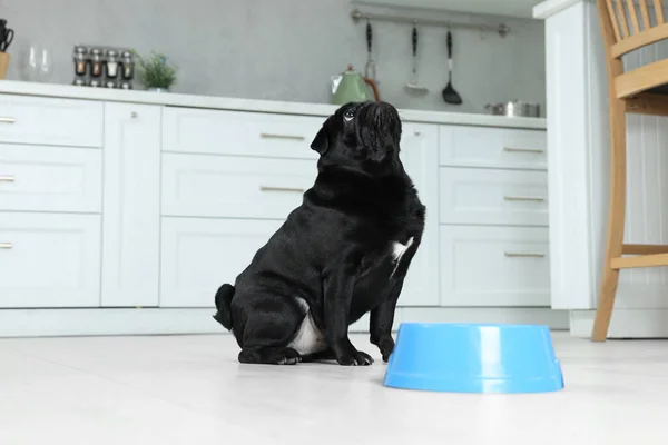 Cute Pug dog eating from plastic bowl in kitchen