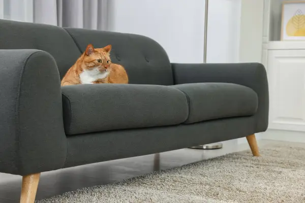 可爱的生姜猫躺在家里的沙发上 案文的篇幅 — 图库照片