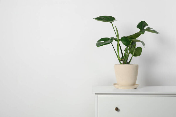 Potted monstera on chest of drawers near white wall, space for text. Beautiful houseplant