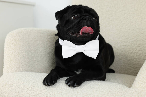Cute Pug dog with white bow tie on neck in room