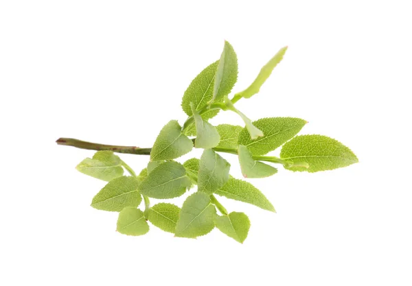 新鮮な緑の葉を白で分離したビルベリーブランチ — ストック写真
