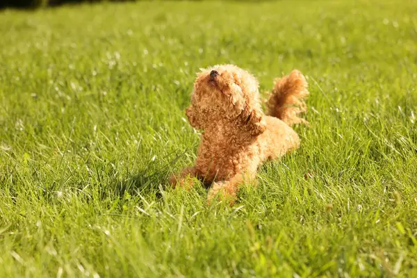 Cute Maltipoo dog on green lawn outdoors