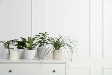Beyaz duvarın yanındaki çekmecelerde saksıda bir sürü farklı ev bitkisi var.