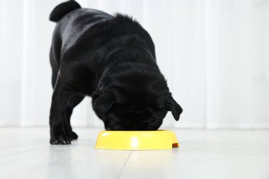 Tatlı Pug köpeği plastik kaseden yemek yiyor.
