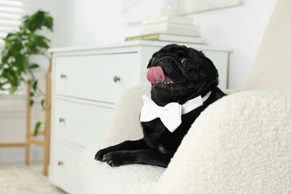 Cute Pug dog with white bow tie on neck in room, space for text