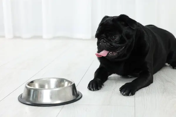 Cute Pug dog eating from metal bowl in room, space for text