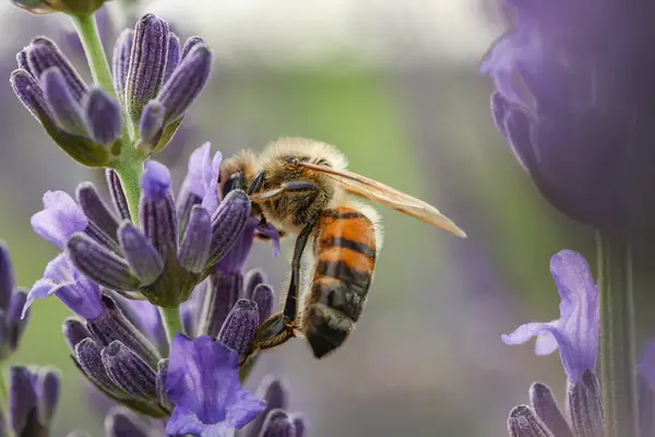 Honeybee Collecting Nectar Beautiful Lavender Flower Outdoors Closeup — Stock Photo, Image