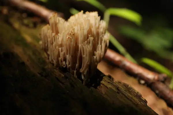 森のトランクで育つキノコ クローズアップ — ストック写真