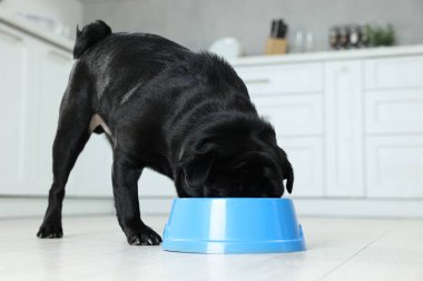 Tatlı Pug köpeği mutfaktaki plastik kaseden yiyor.