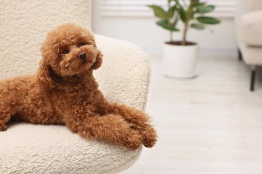 Evdeki koltukta dinlenen sevimli Maltipoo köpeği, mesaj için yer. Sevimli hayvan