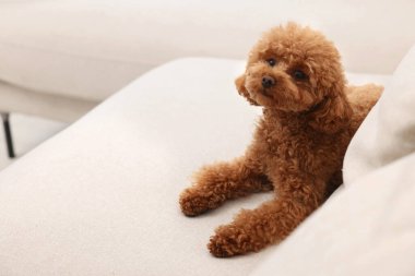 Tatlı Maltipoo köpeği rahat koltukta dinleniyor, mesaj için yer var. Sevimli hayvan