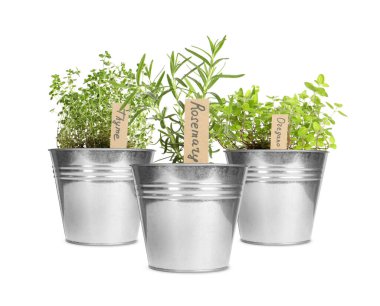 Beyaz tencerelerde etiketli farklı yeşil otlar.