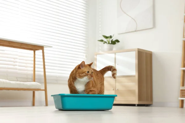 Cute ginger cat in litter box at home