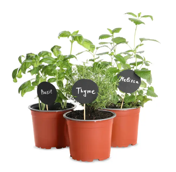 Différentes Herbes Aromatiques Pot Isolées Sur Blanc — Photo