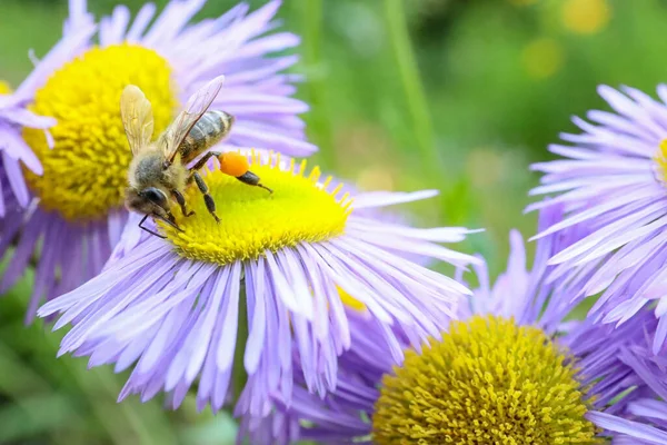 Honeybee Collecting Nectar Beautiful Flower Outdoors Closeup — Stock fotografie