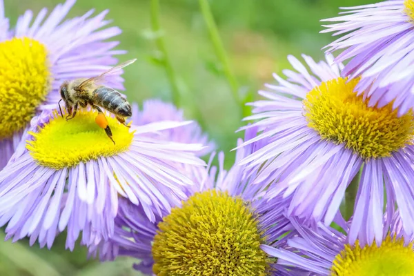 Honeybee Collecting Nectar Beautiful Flower Outdoors Closeup — стоковое фото