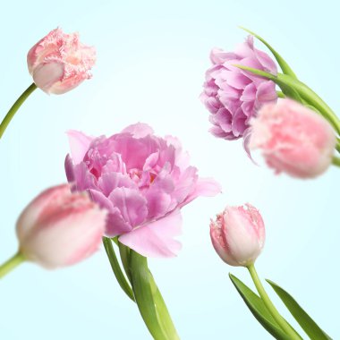 Pastel üzerine düşen güzel pembe lale çiçekleri açık mavi arkaplan