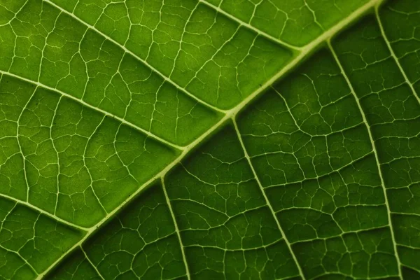 Textura Folha Verde Como Fundo Macro — Fotografia de Stock