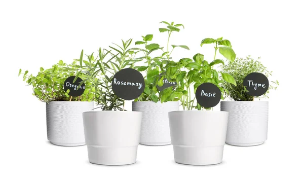 Différentes Herbes Vertes Avec Des Étiquettes Dans Des Pots Isolés — Photo