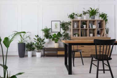 Sandalyeli masa, ahşap raf ünitesi, kitaplar ve şık bir odada bir sürü saksı bitkisi.