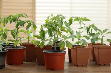 Tohumlar plastik kaplarda yetişiyor ve ahşap masada toprak var.