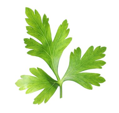 Taze yeşil maydanoz yaprağı beyaza izole edilmiş