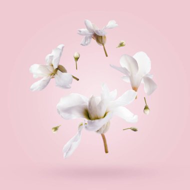 Pembe arkaplana düşen güzel beyaz çiçekler