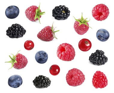 Beyaza izole edilmiş farklı olgun böğürtlenler.