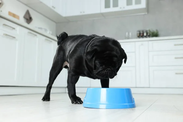 Tatlı Pug Köpeği Mutfaktaki Plastik Kaseden Yiyor — Stok fotoğraf
