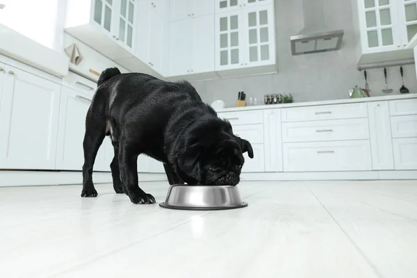 Tatlı Pug Köpeği Mutfakta Metal Kaseden Yiyor Mesaj Için Yer — Stok fotoğraf