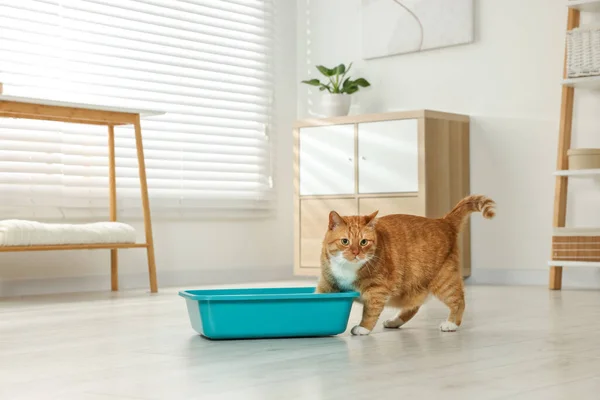 Cute ginger cat near litter box at home