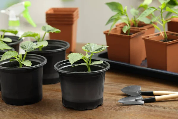 Seedlings growing in plastic containers with soil and gardening tools on wooden table, closeup