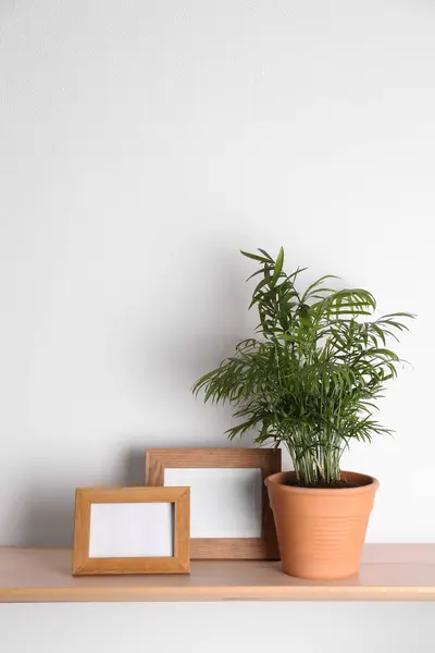 美しい緑の観葉植物と白い壁の写真フレームと木製の棚 — ストック写真
