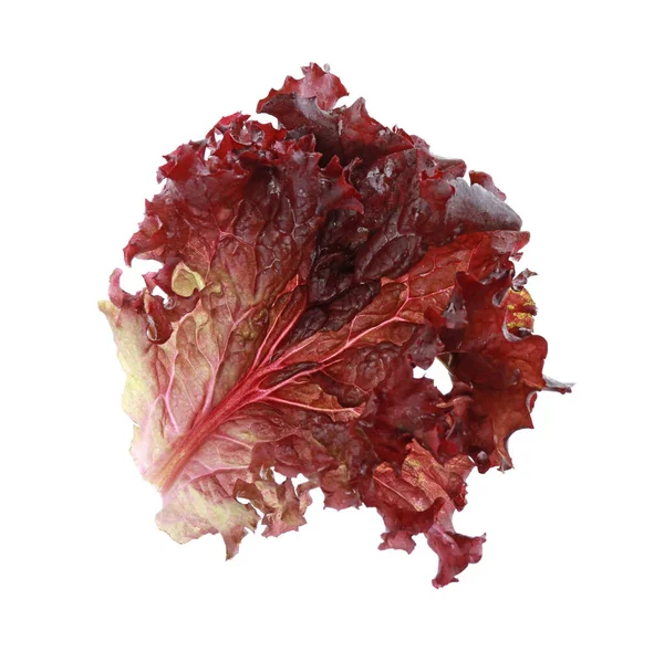 Folha Alface Coral Vermelha Fresca Isolada Sobre Branco — Fotografia de Stock