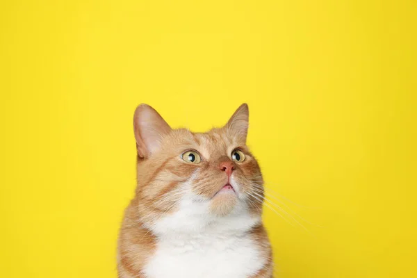 Gato Gengibre Bonito Fundo Amarelo Adorável Animal Estimação — Fotografia de Stock