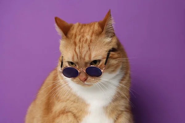 Niedliche Ingwerkatze Mit Sonnenbrille Auf Lila Hintergrund Liebenswertes Haustier — Stockfoto