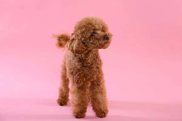 Cão Maltipoo Bonito Fundo Rosa Bonito Animal Estimação — Fotografia de Stock