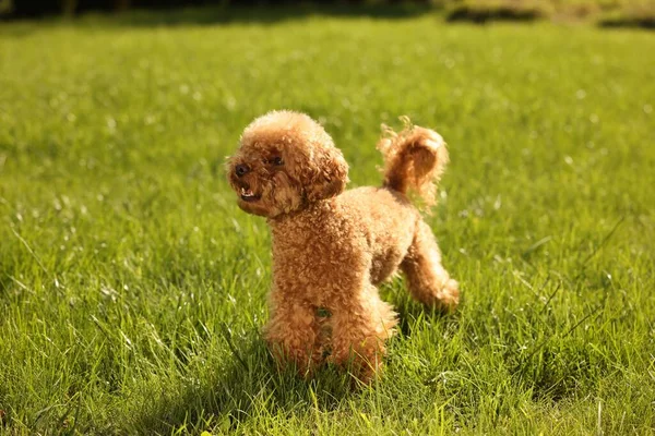 Симпатичная Собака Мальтипу Зеленой Лужайке Открытым Небом — стоковое фото