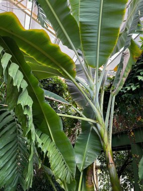 Botanik bahçesinde birçok farklı bitki yetişiyor.