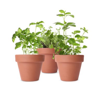 Beyaz tencerelerdeki farklı yeşil otlar.