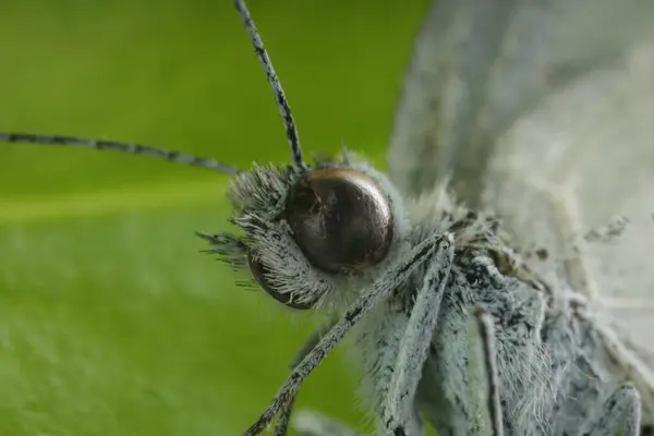 Одна Красивая Бабочка Зеленом Листе Макро Вид — стоковое фото