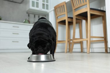 Tatlı Pug köpeği mutfakta metal kaseden yiyor, mesaj için yer var.