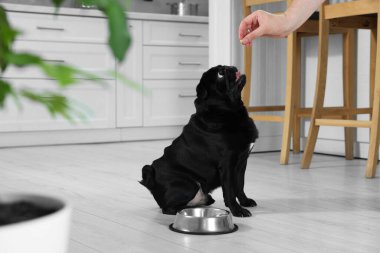 Mutfakta sevimli Pug köpeğini besleyen kadın, yakın plan.