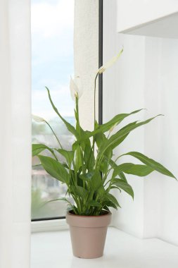 Pencere pervazında saksıda çiçek açan spathiphyllum. Güzel ev bitkisi