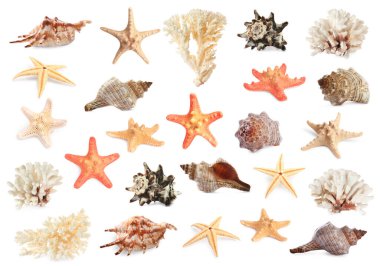 Deniz yıldızları, deniz kabukları ve beyaz mercanlarla kaplı.
